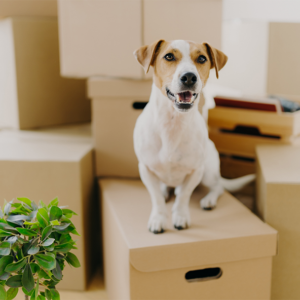 house removals pet friendly